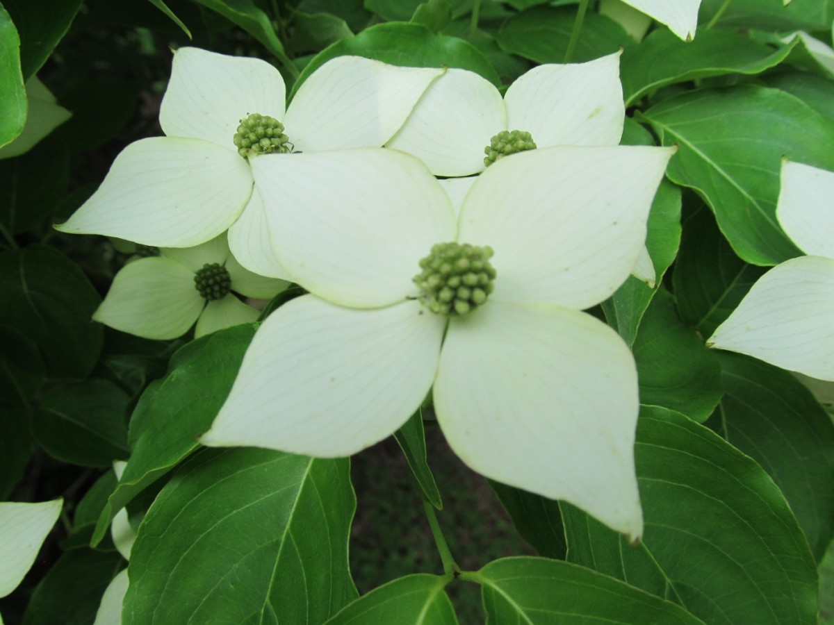Japanese Dogwood Tree HubPages