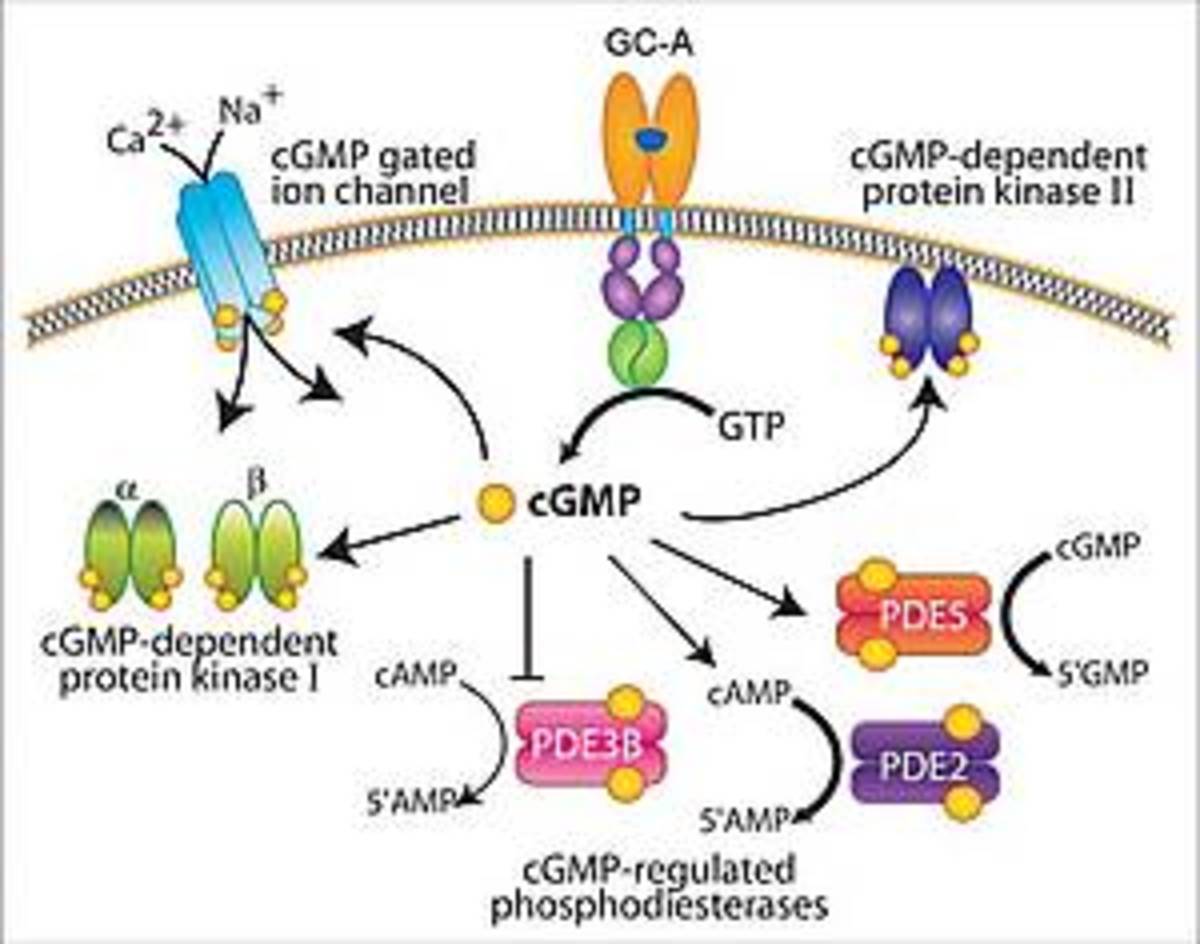 Life cycle of receptors, G proteins and Second Messengers (Definition