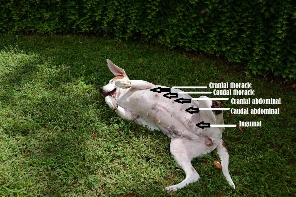 Causes of Nipple Discharge in Dogs PetHelpful