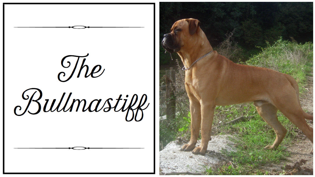 What Are the Different Types of Mastiff Breeds, and Which Is Best for
