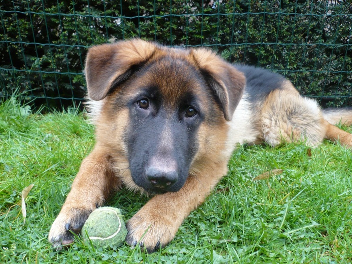 German Shepherd Breed Characteristics PetHelpful