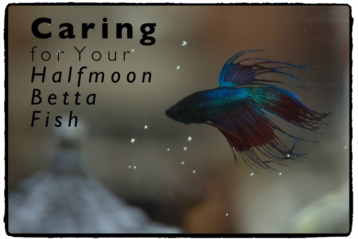 Betta Fish Care How to Maximize the Lifespan of Your Betta