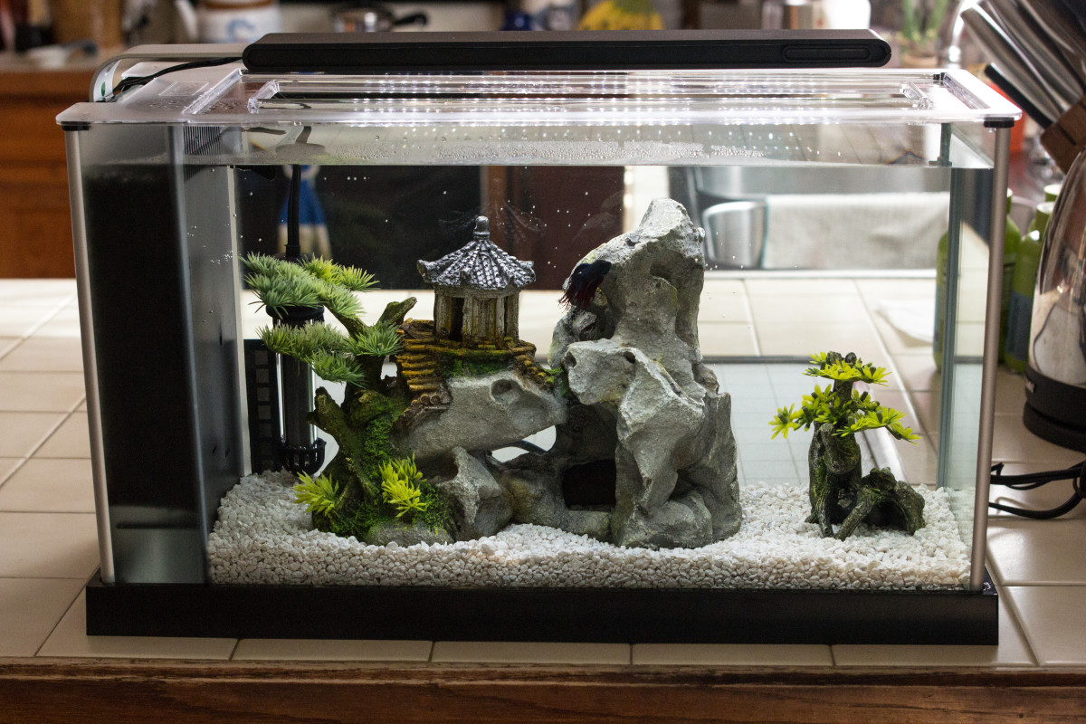 Halfmoon Betta Fish Care and Tips PetHelpful