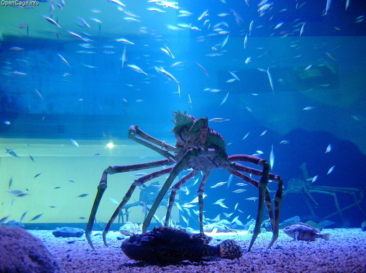 Different Types of Crab (with Pictures) Owlcation