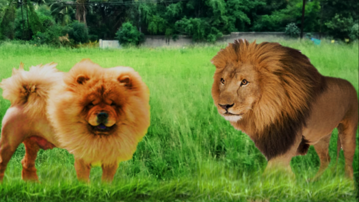 Seven Dogs That Look Like Lions PetHelpful