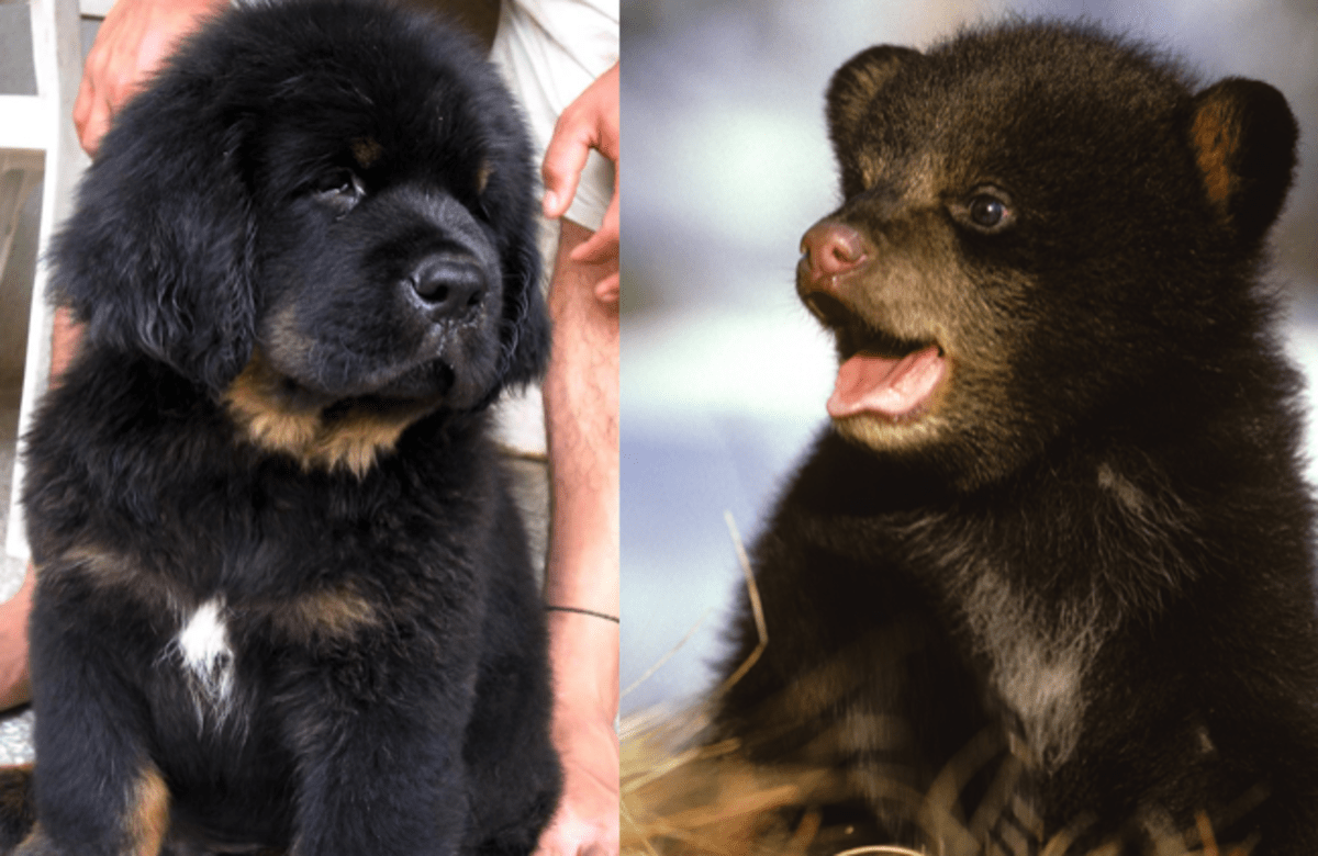 7 Dogs That Look Like Bears PetHelpful