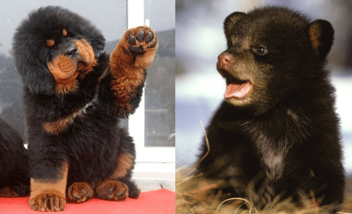 7 Dogs That Look Like Bears PetHelpful