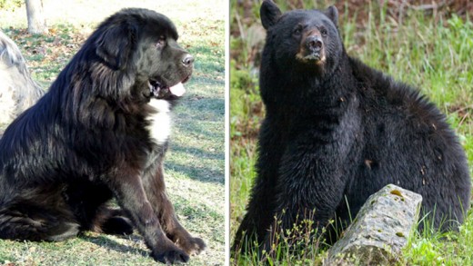 7 Dogs That Look Like Bears PetHelpful