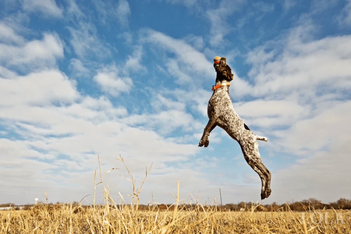 The 10 Best Hunting Gun Dogs HubPages