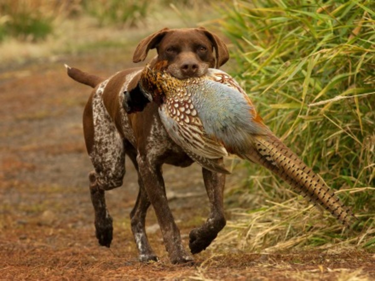 The 10 Best Hunting Gun Dogs HubPages