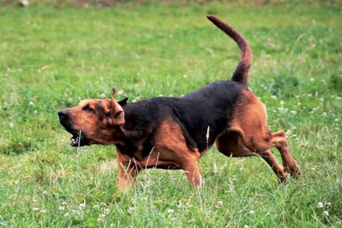 The 10 Best Hunting Gun Dogs HubPages