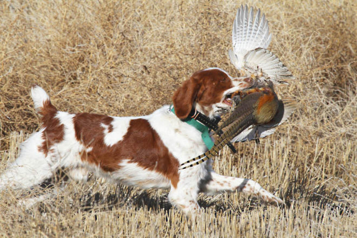 The 10 Best Hunting Gun Dogs HubPages