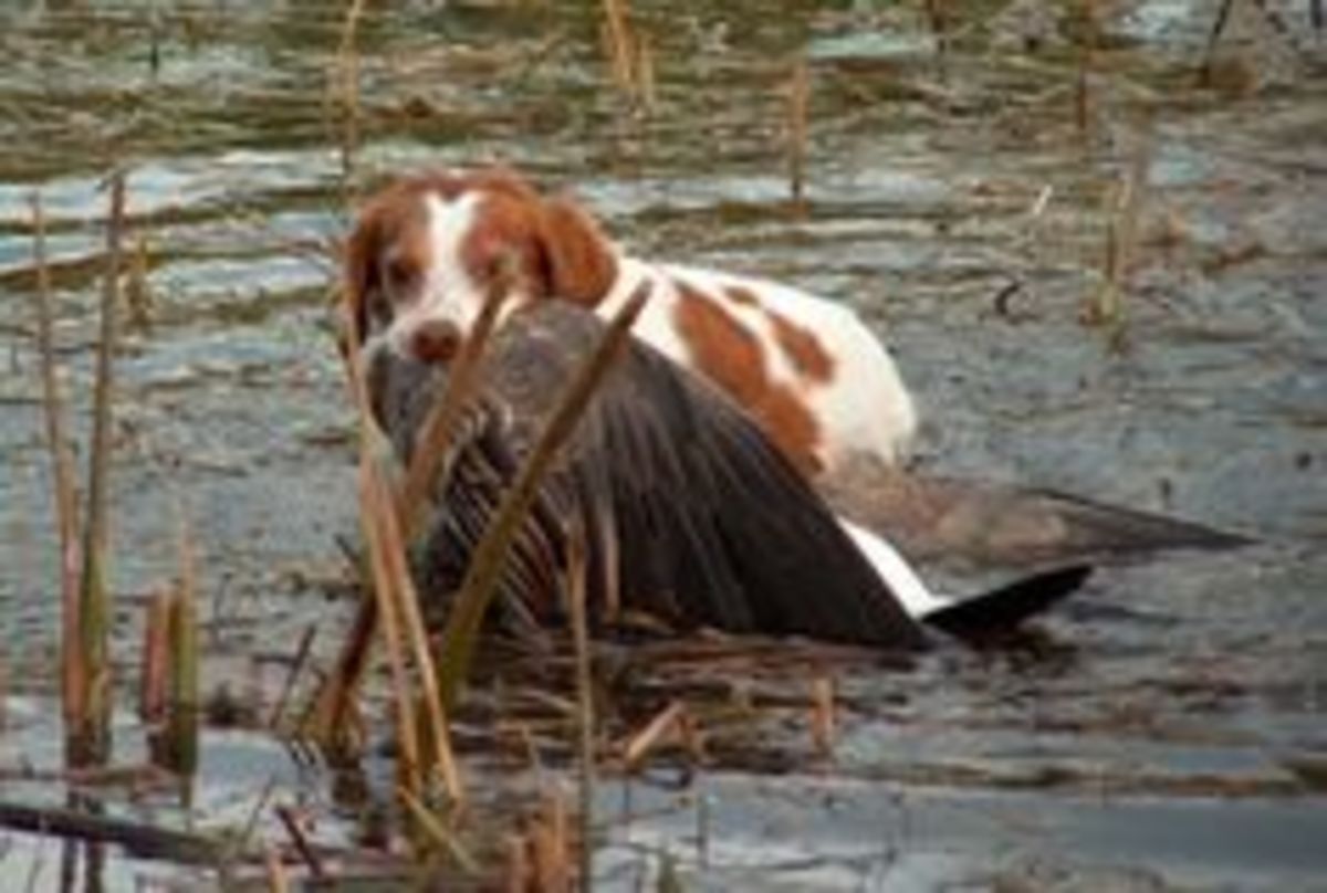 The 10 Best Hunting Gun Dogs HubPages