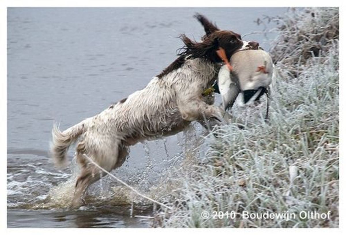 The 10 Best Hunting Gun Dogs HubPages