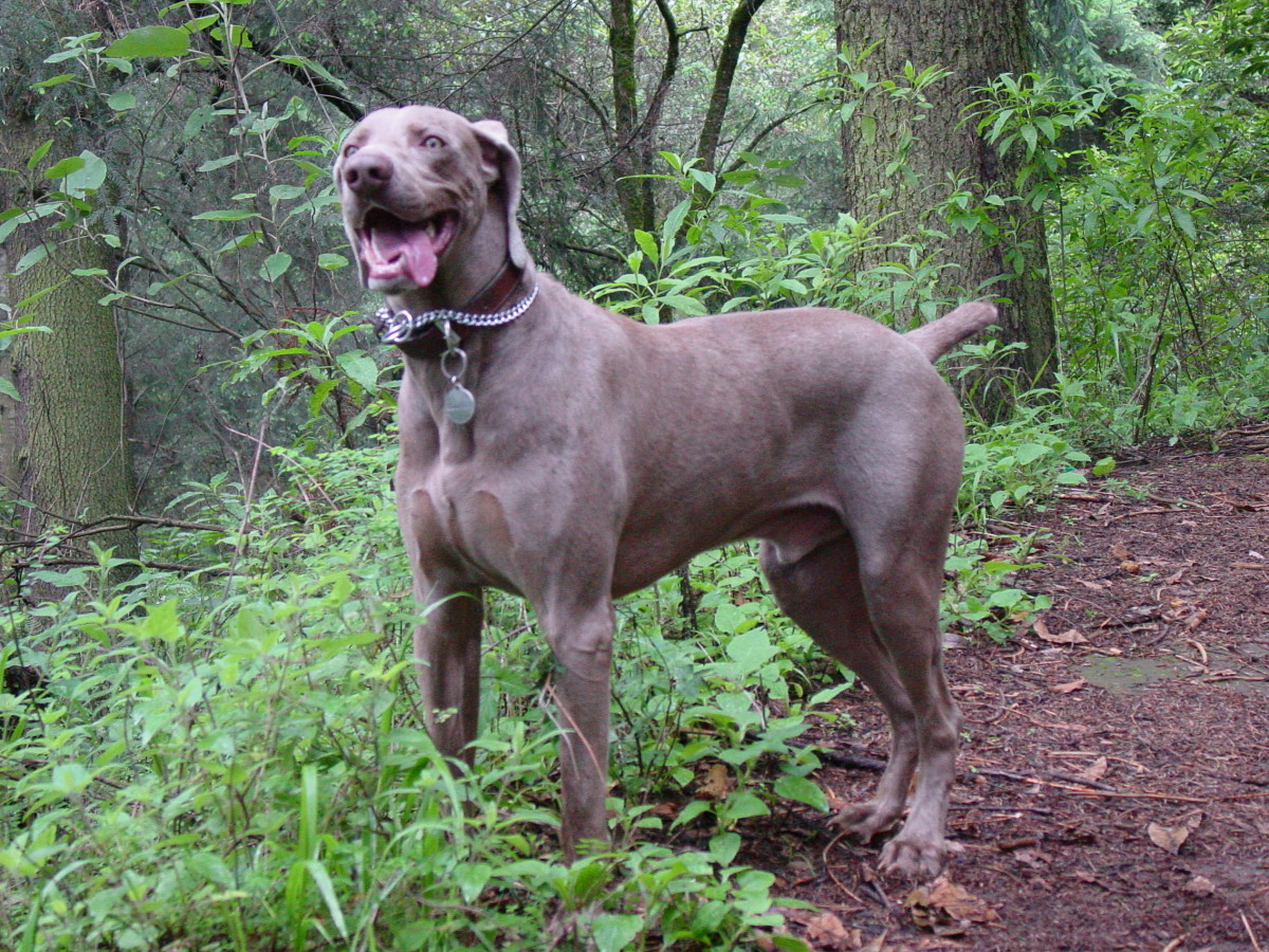 The 10 Best Hunting Gun Dogs HubPages