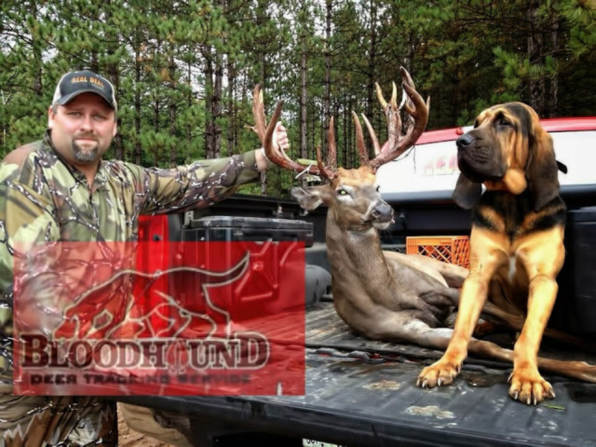 The 10 Best Hunting Gun Dogs HubPages