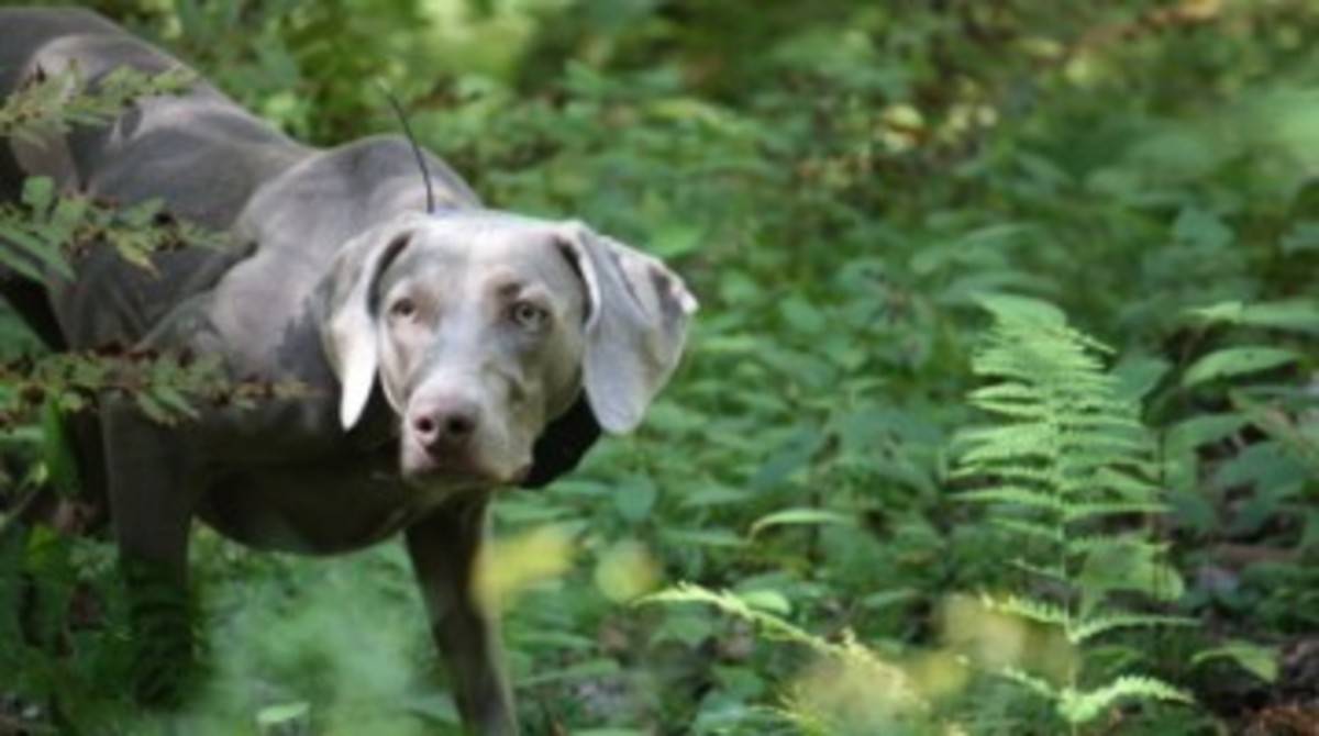 The 10 Best Hunting Gun Dogs HubPages
