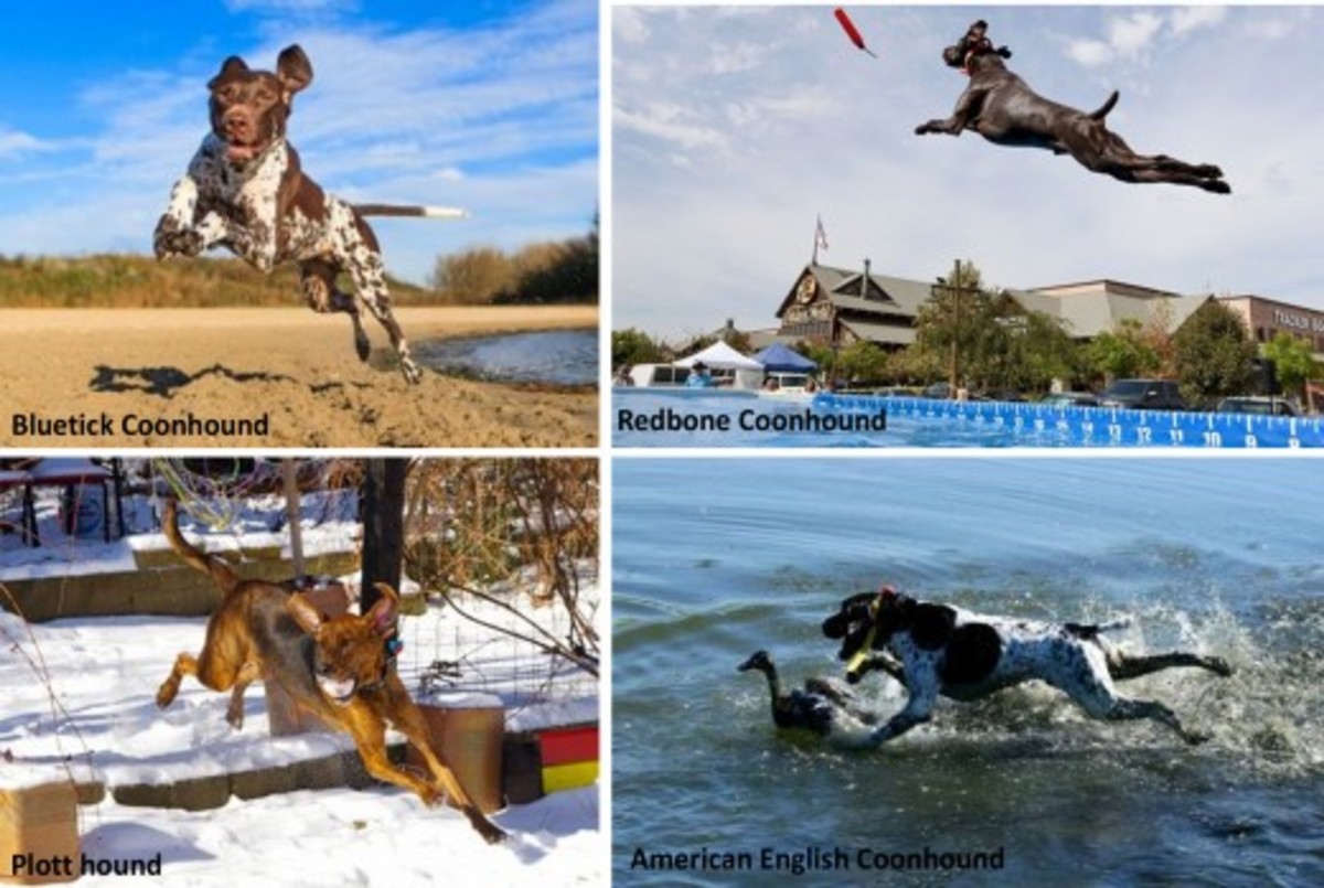 The 10 Best Hunting Gun Dogs HubPages