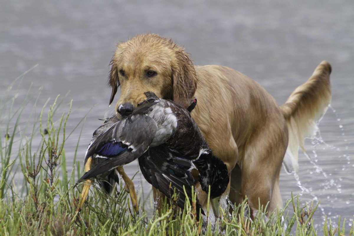 The 10 Best Hunting Gun Dogs HubPages