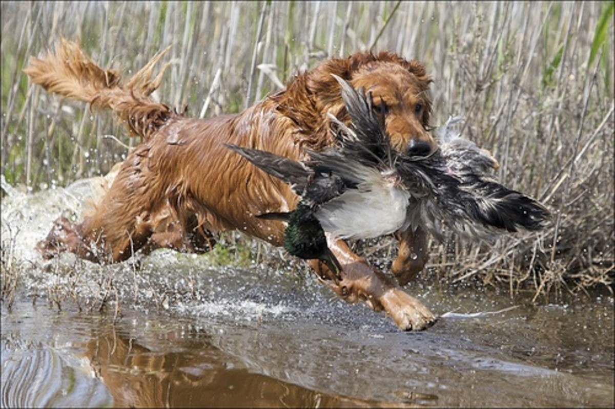 The 10 Best Hunting Gun Dogs HubPages