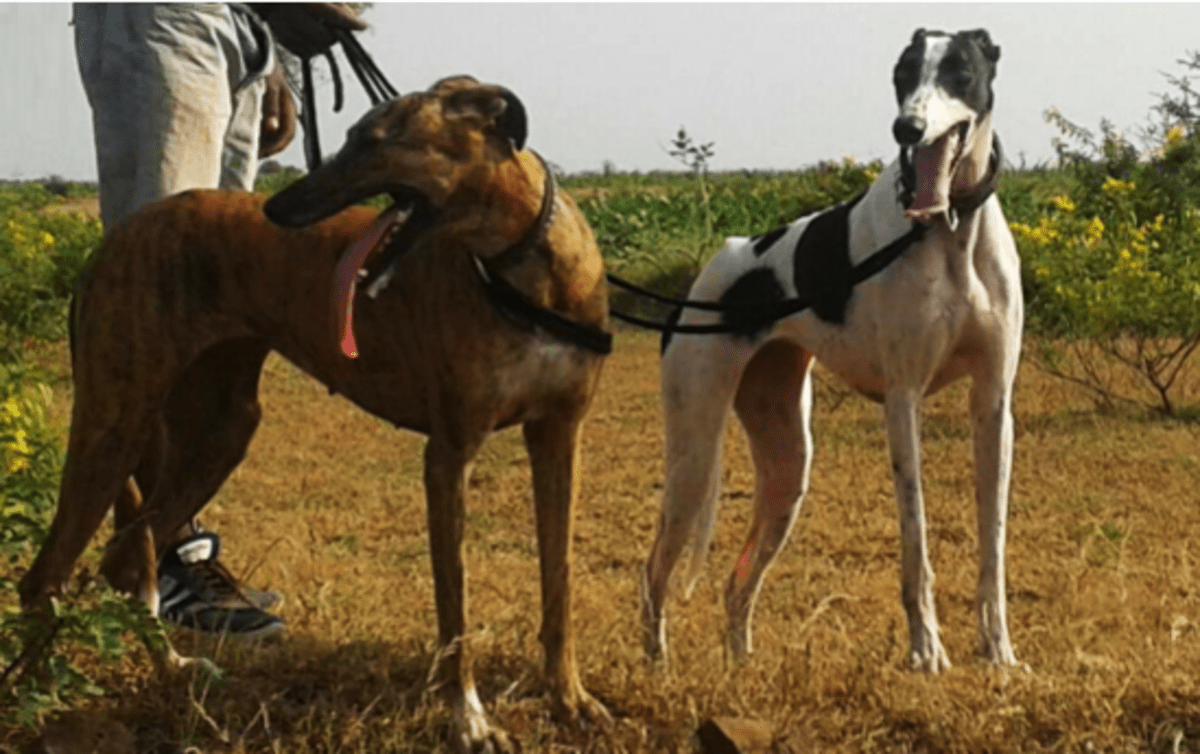 The Hunting Dogs of India HubPages