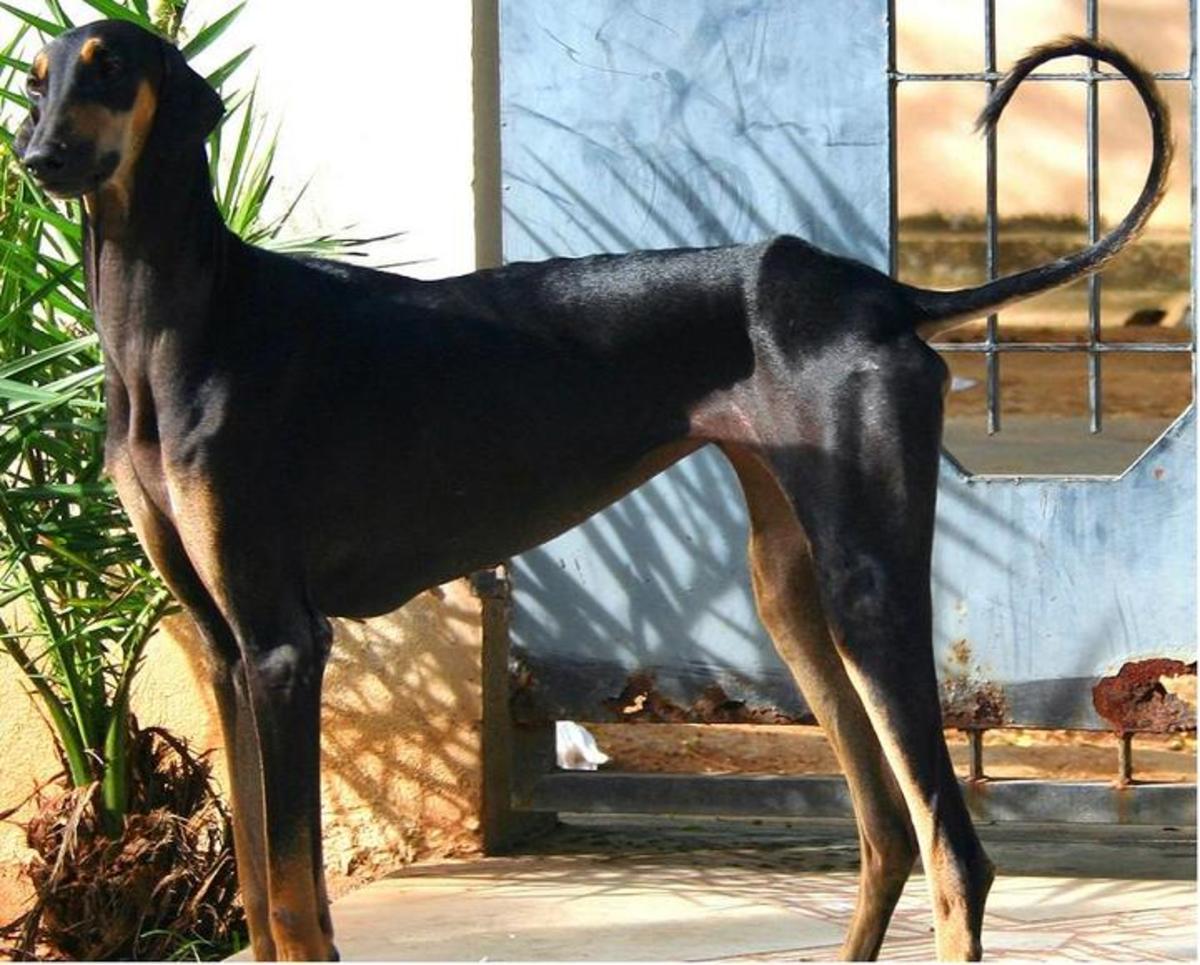 The Hunting Dogs of India hubpages