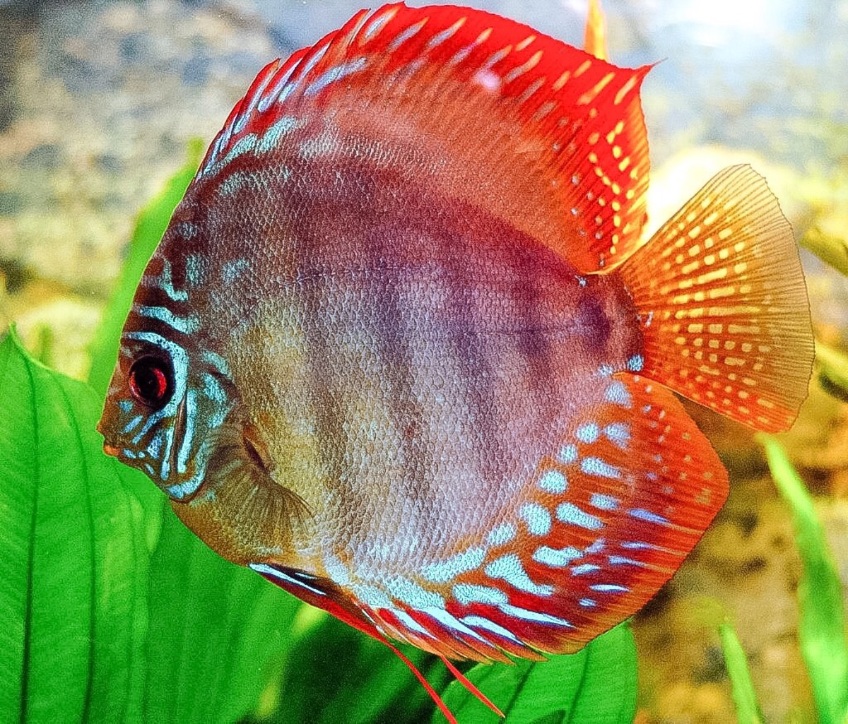 Fish Mucus or Slime Composition, Functions, and Potential Uses Owlcation