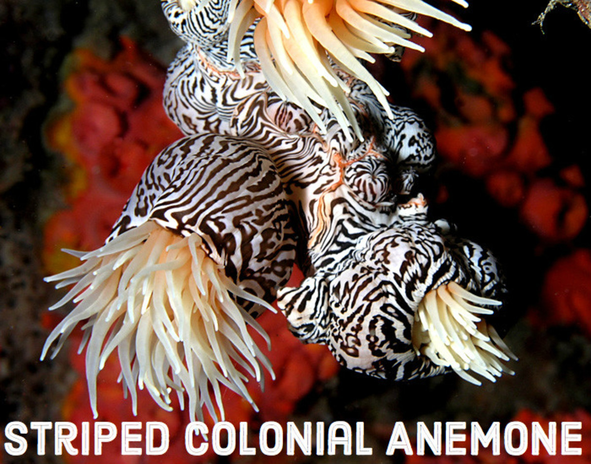 List of Ocean Animals A Through Z Owlcation