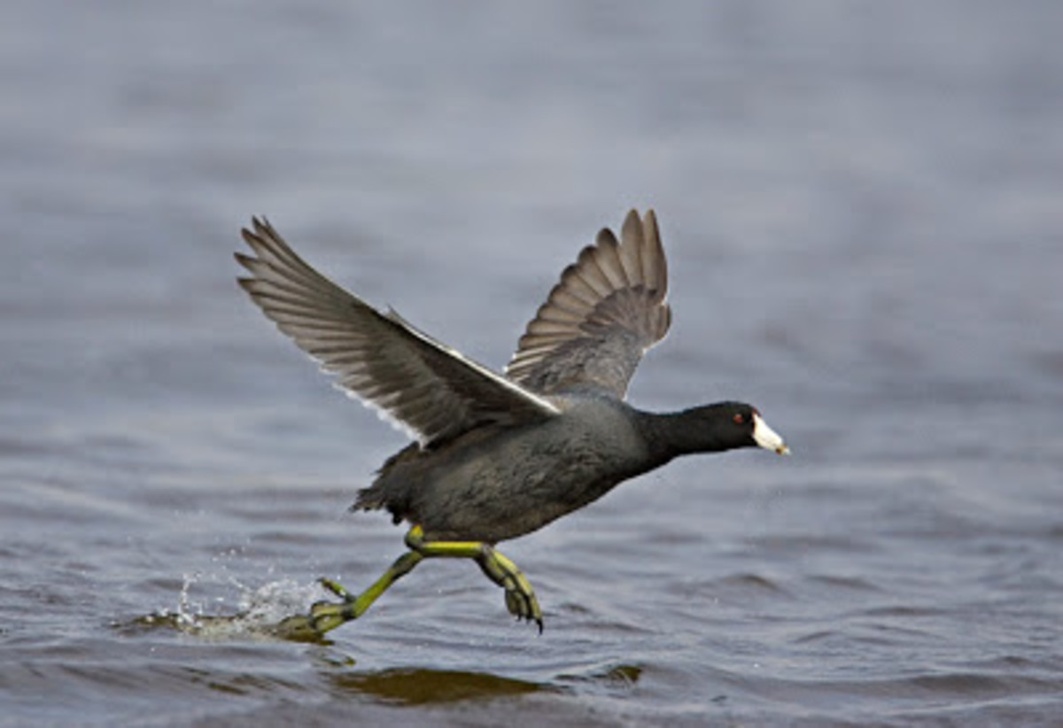 The American Coot—Interesting Facts and Information Owlcation