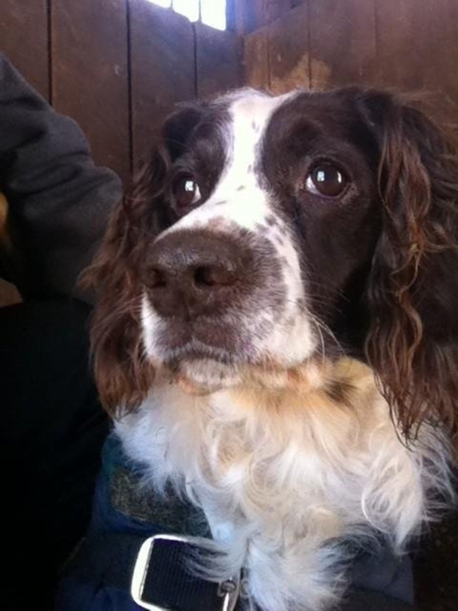 English Springer Spaniel Varieties and Characteristics PetHelpful