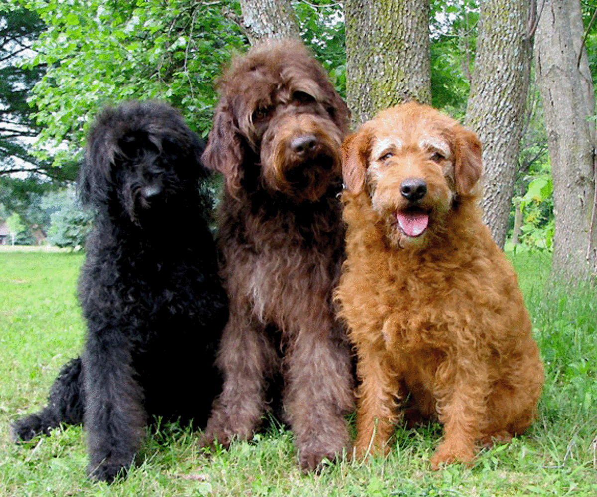 Top 10 Most Popular CrossBreed Dogs HubPages