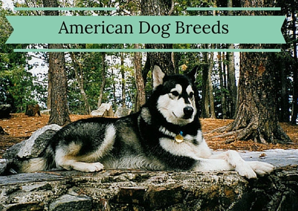 6 Dog Breeds That Originated In The United States hubpages