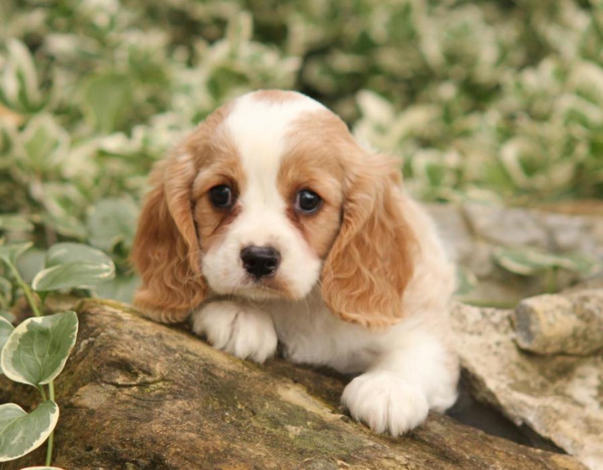 Top 10 Most Popular CrossBreed Dogs HubPages