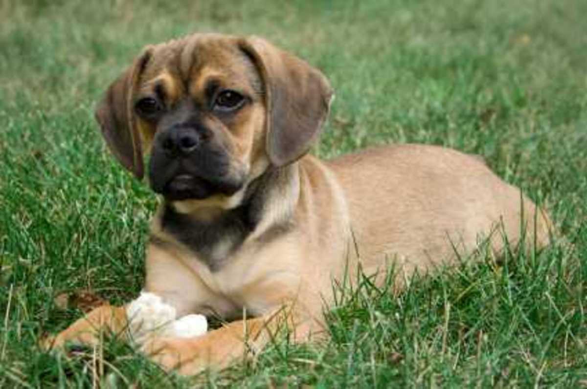 Top 10 Most Popular CrossBreed Dogs HubPages