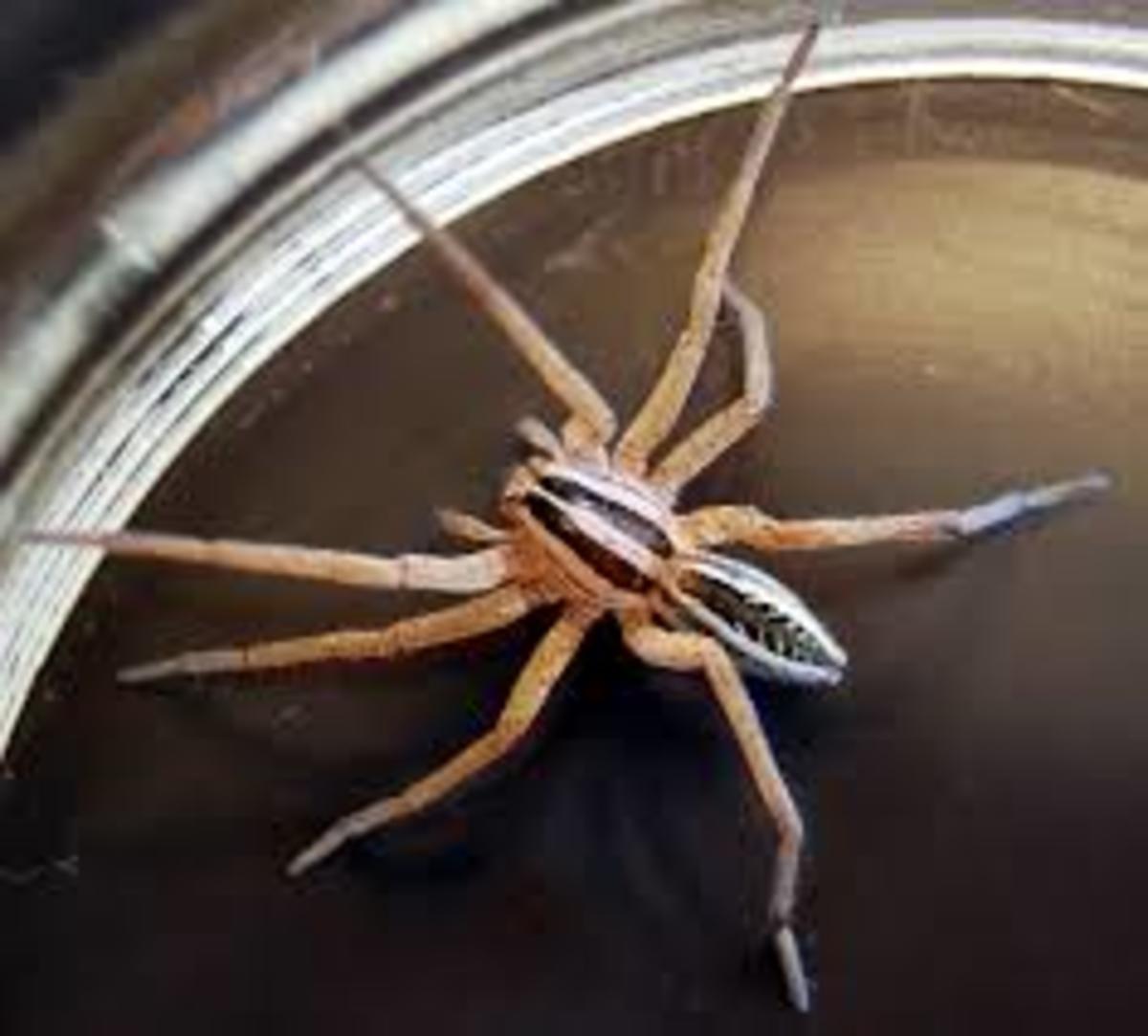 The Wolf Spider, Venomous, but Preys on More Dangerous Spiders HubPages