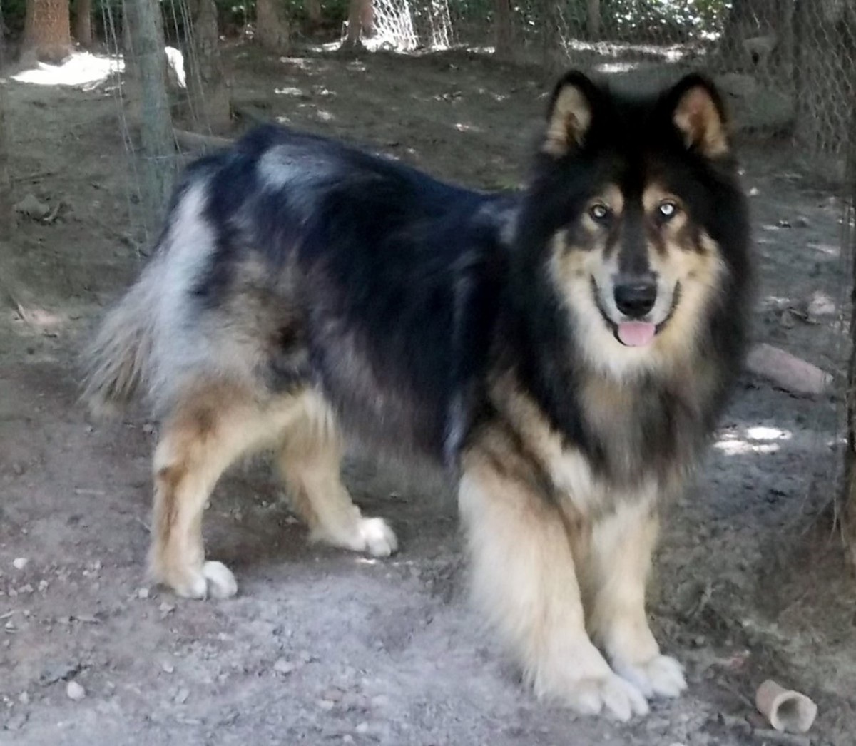 Pariah Dog the Ancestor of 7 Other Dog Breeds. HubPages