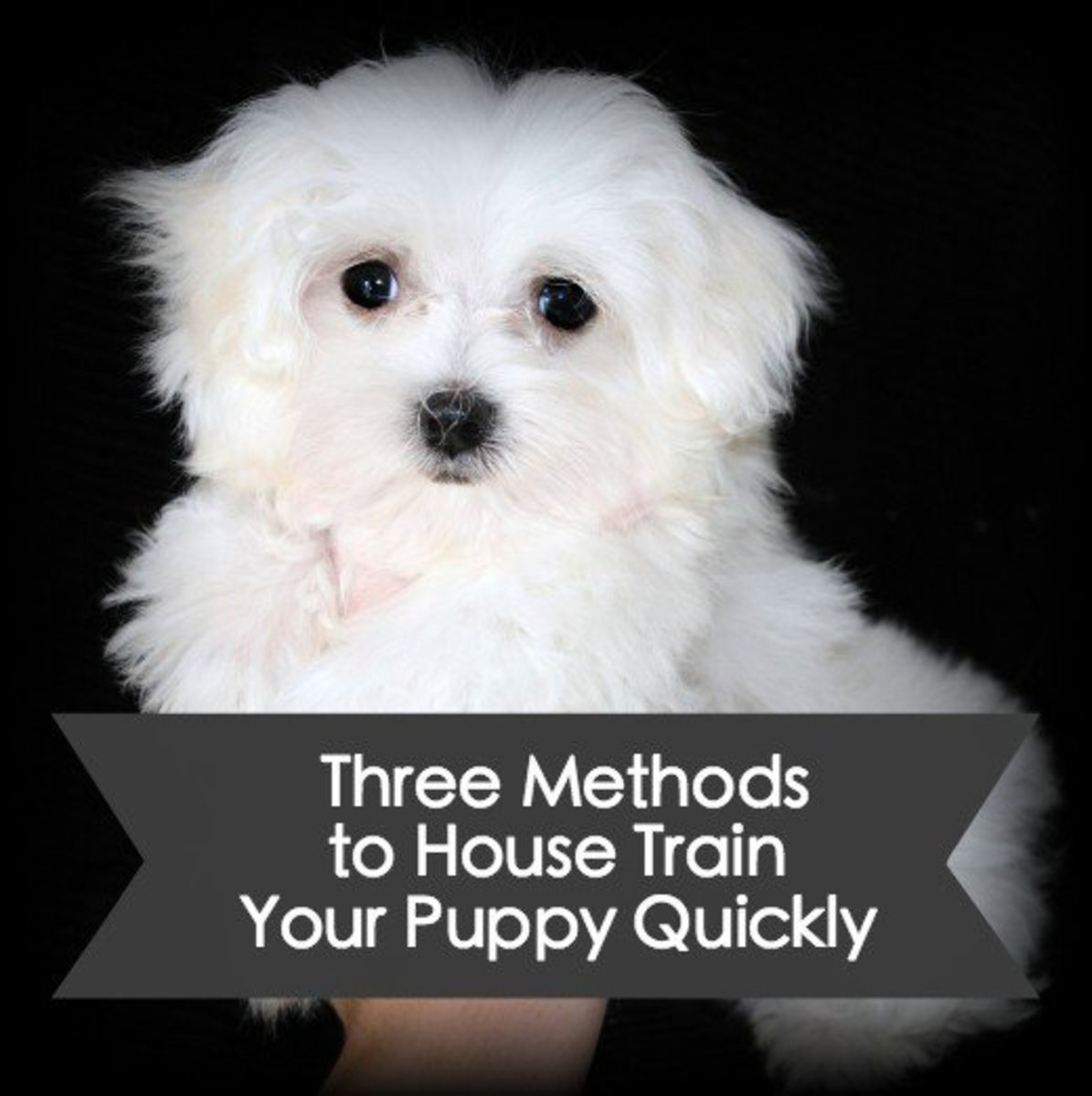 How to House Train a Puppy Fast PetHelpful