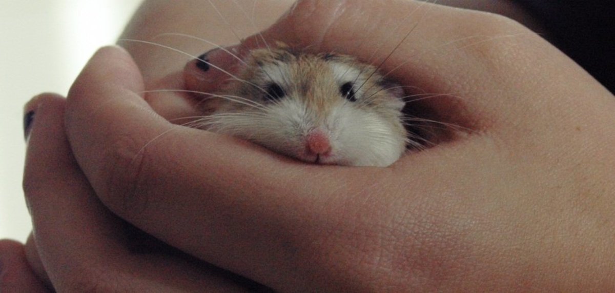 How to Spot a Sick Mouse PetHelpful