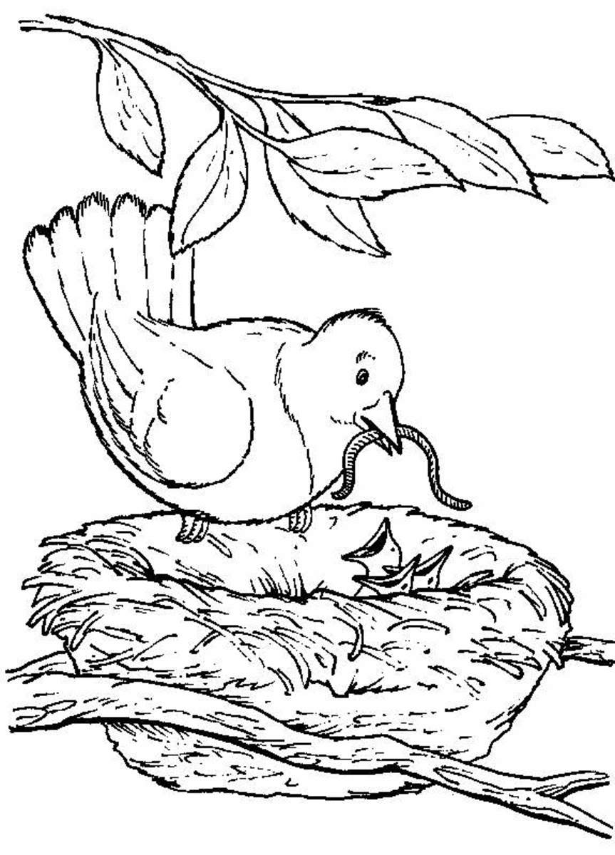 Backyard Animals and Nature Coloring Books Free Coloring Pages hubpages