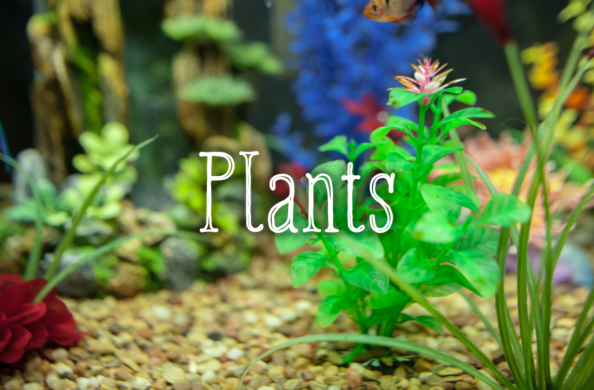 Decorating Your Fish Tank Dos and Don'ts PetHelpful