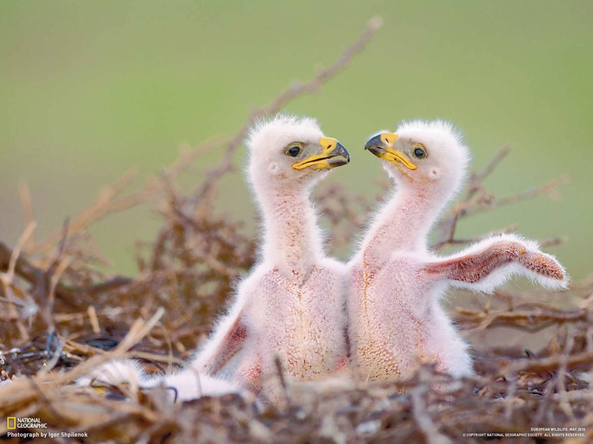 The Great Golden Eagle HubPages