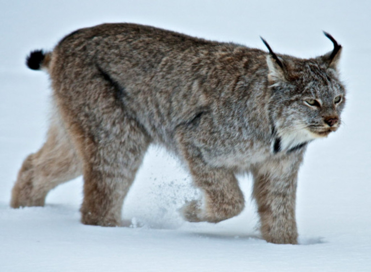The Small But Powerful Bobcat HubPages