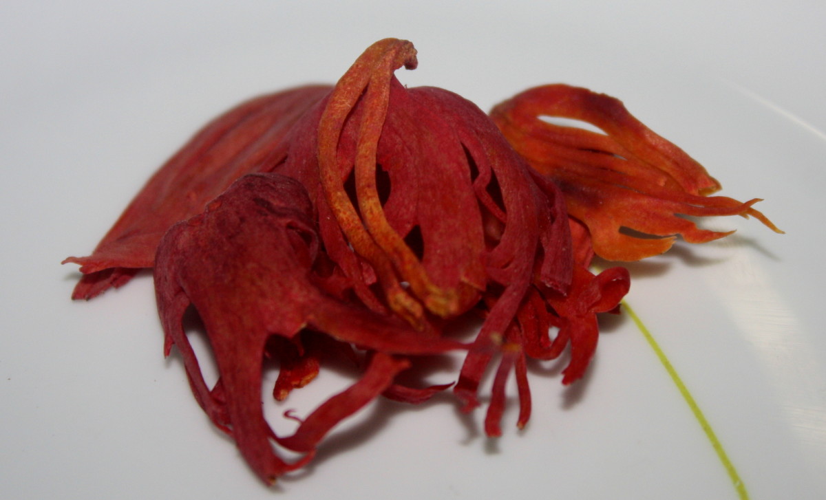 Nutritional and Health Benefits of Mace or Javitri CalorieBee