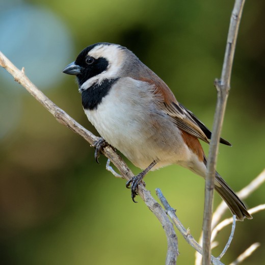 Garden Birds of South Africa Sparrows