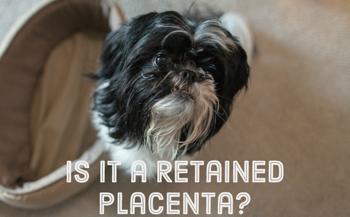 Signs of Retained Placenta in Mother Dogs PetHelpful