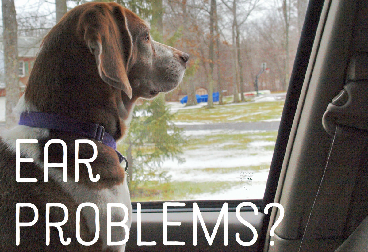 Why Does My Dog Have Ear Scabs and What Can I Do? PetHelpful