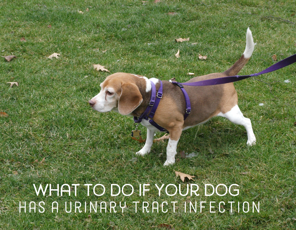 Home Remedies for Dogs with Urinary Tract Infections PetHelpful