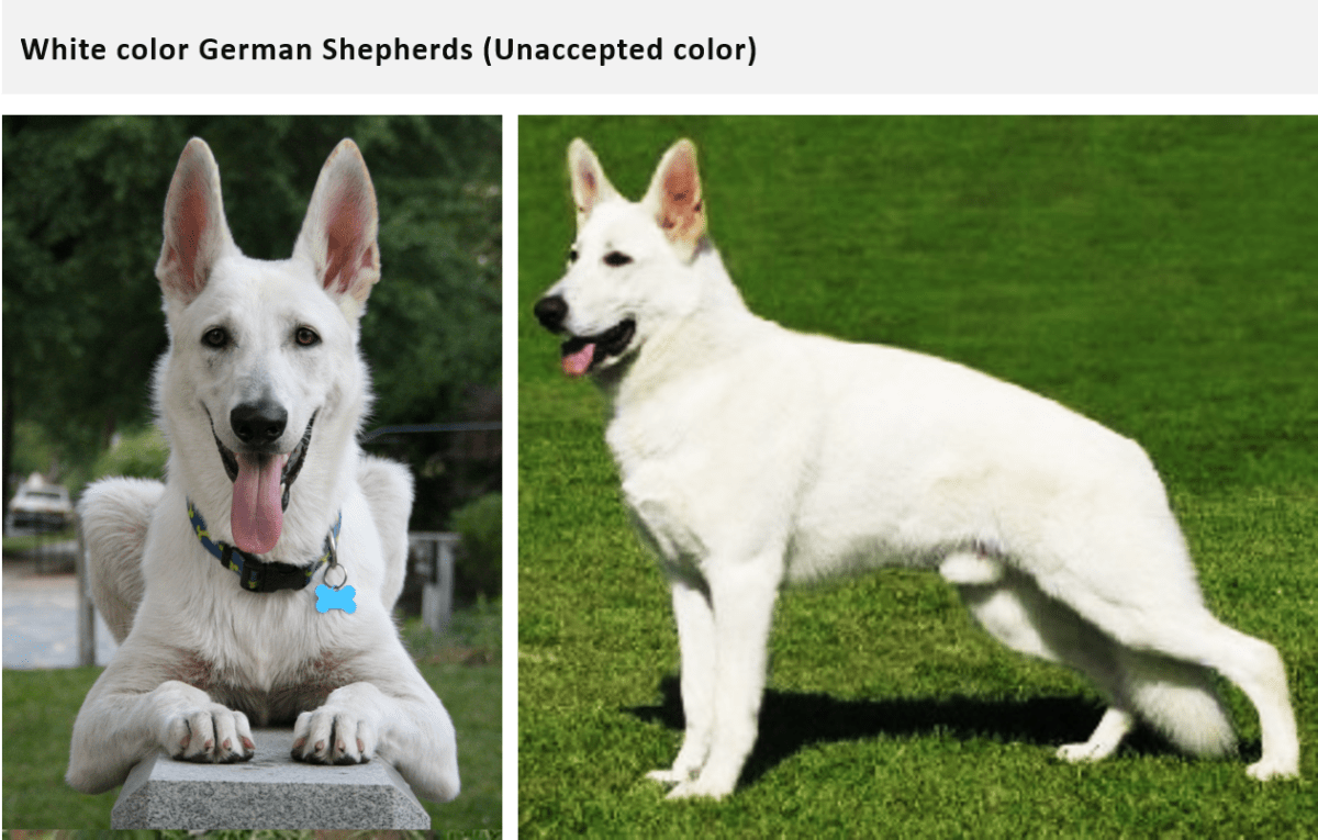 German Shepherd Coat and Color Varieties PetHelpful