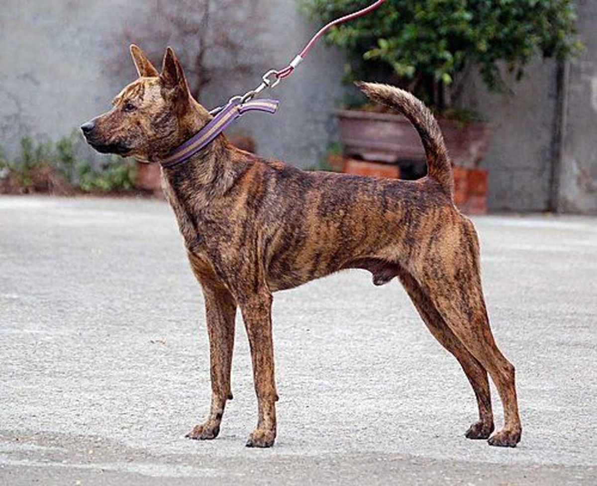 Formosan Mountain Dog / Taiwan Dog Dog Breed YouTube pagrupo9wall