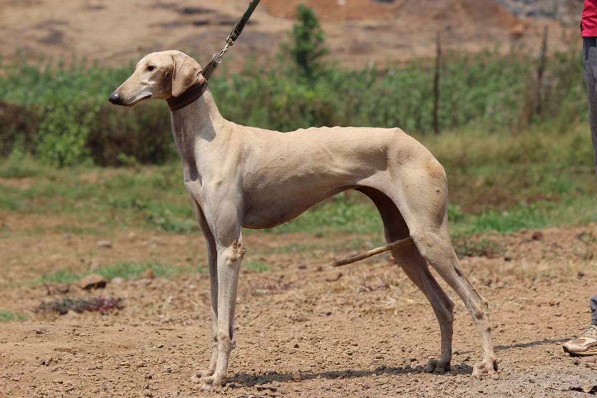 11 Unrecognized and Rare Hunting Dogs From Asian Countries